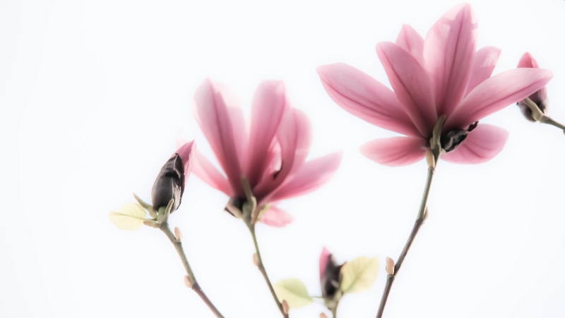 nature, plant, blossom, 5K, petal, pink Color, Dreamy, purple, Magnolia, petaled, cluster, flower Head, minimalism, beauty In Nature, flower, close-up