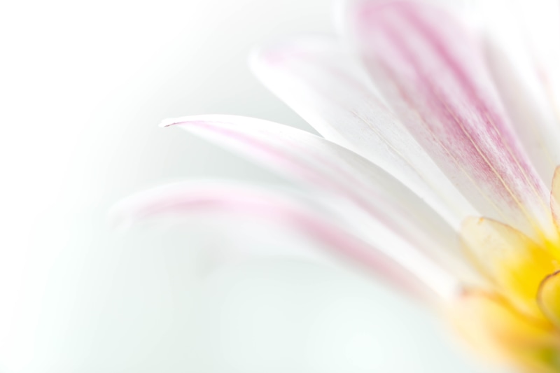 close-up photography, Essence, purple, macro, beauty In Nature, floral, close-up, single Flower, closeup, pink Color, Denver Botanic Gardens, indoor, flower Head