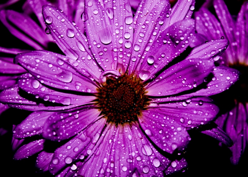 Purple Flower, closeup photography, closeup, beauty In Nature, nature, Water  Flower, Macro, purple, 2K, close-up, daisy, petal, photography, single Flower