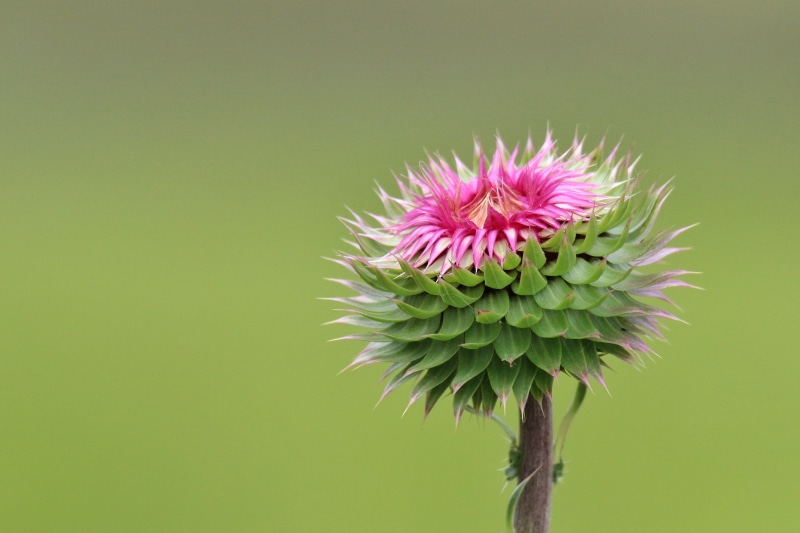 close-up, botany, 4K, passion, thistle, flower Head, pink Color, purple, green, vine, nature, flower, summer, plant
