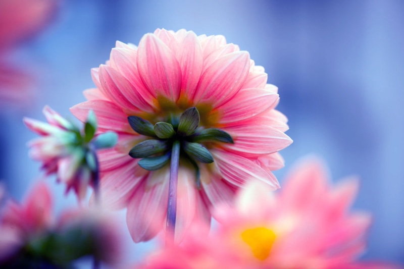 summer, shallow, pink, Shading, flower Head, close-up, purple, NGC, Nature, 720P, Flower, NPC, Plant, petal, beauty In Nature, photography, focus, Dahlia
