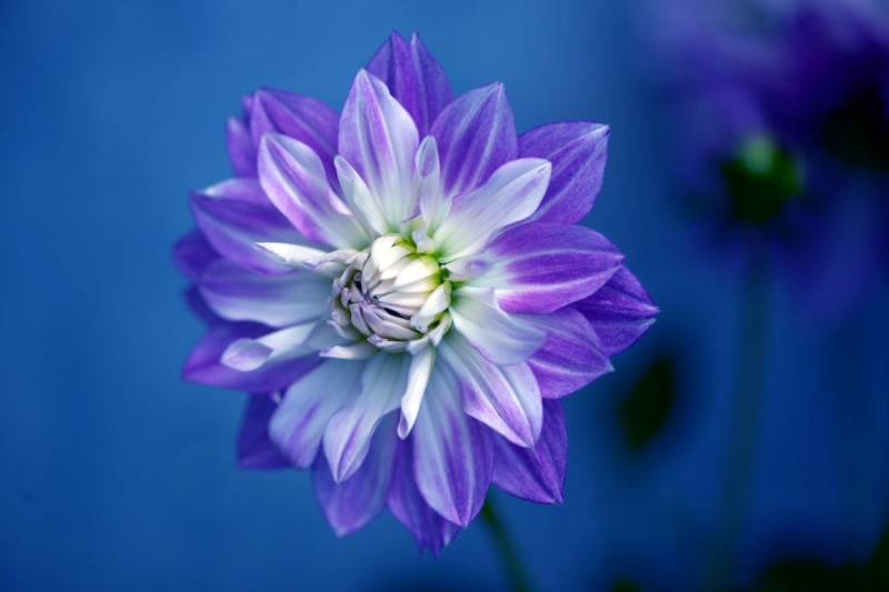 photography, focus, flower Head, shallow focus, purple, NGC, fading, close-up, Plant, Dahlia, 720P, Flower, NPC, pink Color, colors, beauty In Nature