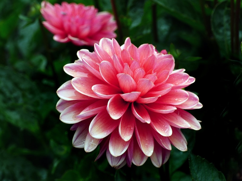 Terracotta, flower, 1080P, close up photography, macro lens, pink Color, photos, Dahlia, plant, DMC, Gardening, photography, 500D, petal, botany, close-up