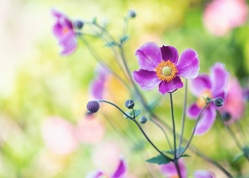photo, Japanese, pink Color, nature, petaled, freshness, closeup, plant, summer, springtime, beauty In Nature, petal, Denver Botanic Gardens, flower, close-up
