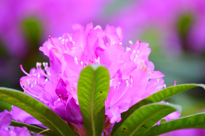 photo, pink, summer, azalea, flowers, beauty In Nature, leaf, petal, plant, flower Head, freshness, close-up, close, bloom, pink Color, flower, nature