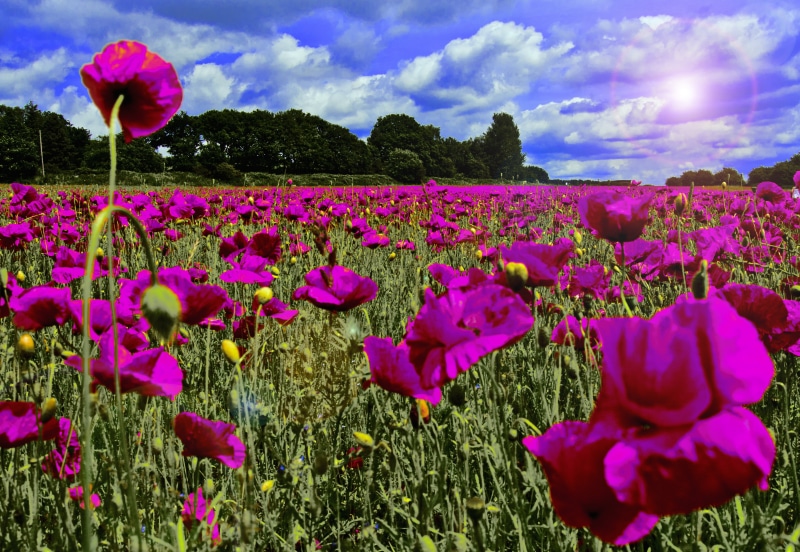 flower Head, summer, multi Colored, poppies, beauty In Nature, tulip, poppy, daytime, field, 4K, petaled, outdoors, plant, nature, in the night garden