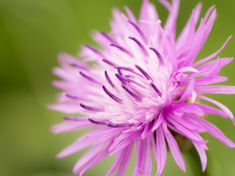 flower, petal, Blume, nature, plant, pink Color, petaled, 1080P, Purple, flower Head, botany, close-up