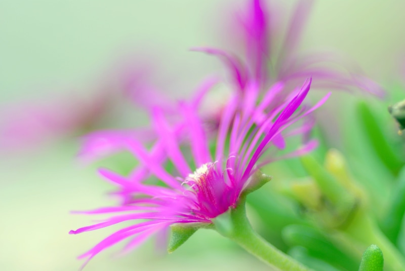 4K, flower Head, botany, plant, évasion, flower  flower, flower, summer, nature, purple, petal, pink Color, close-up, purple flower