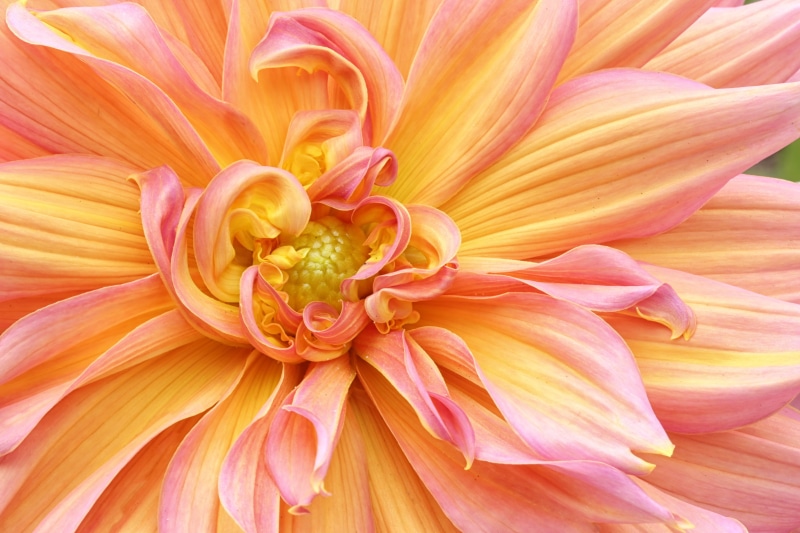 Colorado, flowers, Dahlia, Denver Botanic Gardens, nature, 4K, macro, close-up, floral, closeup, yellow, pink, pink Color, flower, petaled, plant, Dahlias