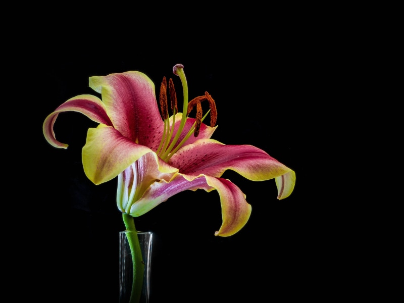 hdr, vase, pink Color, close-up, nature, pink, petal, Plant, flower Head, flower, yellow, photo, lily, clear, close up, 4K, petaled, close, in clear, beauty
