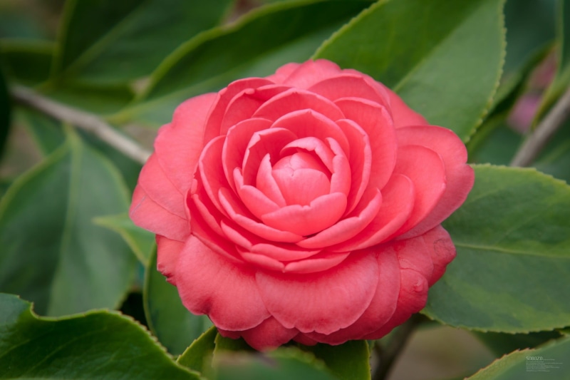 growth, pink Color, fresh, flower, no people, leaf, single Flower, flower Head, outdoors, fragility, bloom, nature, freshness, vulnerability, rose - Flower