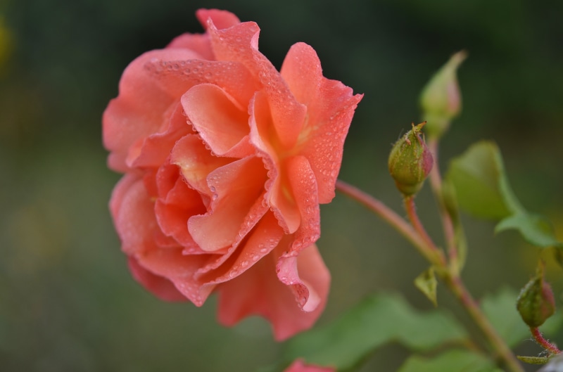 close-up, water, color, 4K, vulnerability, rose, raindrop, pink Color, bloom, drop, no people, summer, floral, growth, flowering plant, fragility, plant
