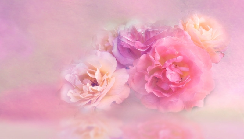close up, tender, petal, close-up, freshness, pink color, petals, inflorescence, nature, summer, floral, rose - flower, blossom, flower head, beauty in nature
