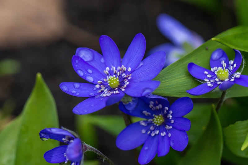 selective, plant, purple, 5K, flowers, blue, makro, Flower, close-up, photography, summer, Macro, Lund, focus, Botanic garden, petal, nature, flower Head