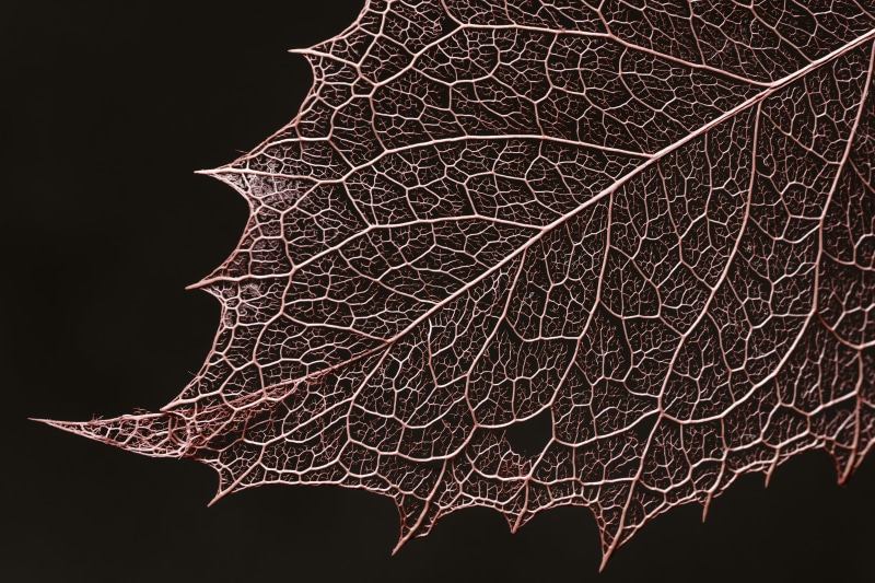 black, focus, FE, BandW, HMM, plant, Redux, Leaves, autumn, season, nature, F2.8, leaf, OSS, backgrounds, Macro, Theme, black leaf, selective, close-up