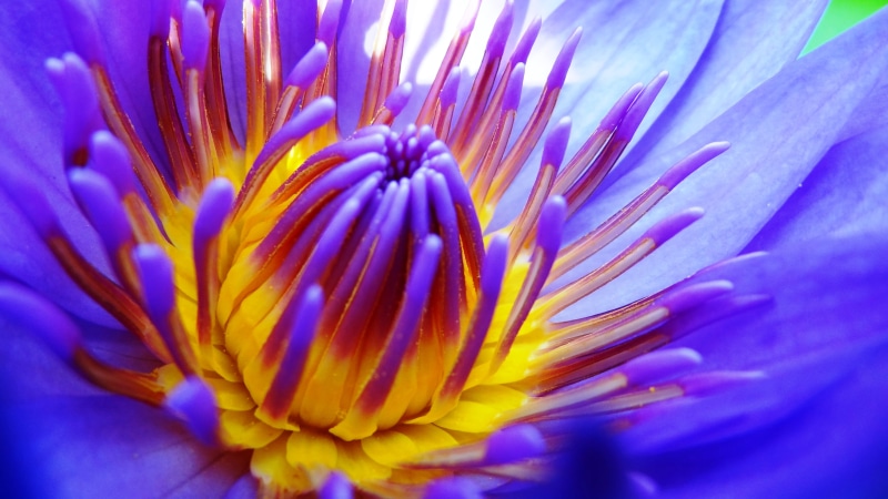 Colors, in bloom, 4K, petal, Beautiful, HDR, SONY, nature, photo, India, Waterlily, Lotus, bloom, pink Color, purple, water  bloom, lily, plant, water