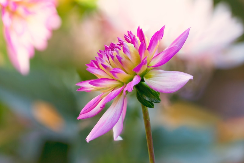 pond, summer, 5K, purple, selective focus, selective, pink Color, macro, dahlias, Denver Botanic Gardens, Dahlia, botany, closeup, nature, flower, lotus Water Lily