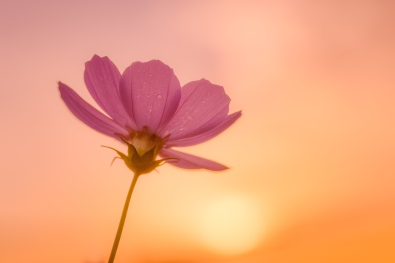 Tamron, sunrise, petal, ILCE-7M2, Blooming, 90mm, Japan, F2.8, Yokohama, close-up, flower, nature, plant, Sunlight, flower Head, daytime, summer, Macro