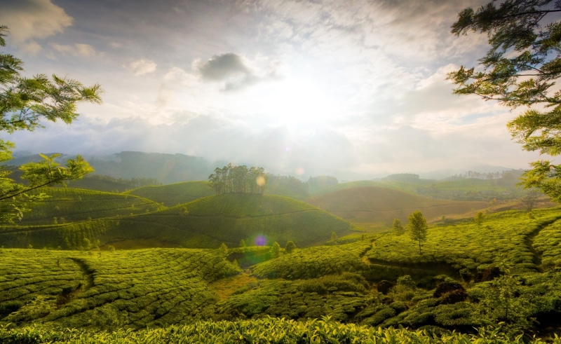 india, tea garden, munnar tea gardens, environment, travel, green color, cloud - sky, green tea field, munnar hill, hill, Landscape, scenics - nature, green