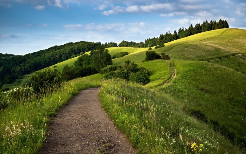 Trees, Grass, Green, 1080P, Fields, Hills, Forests