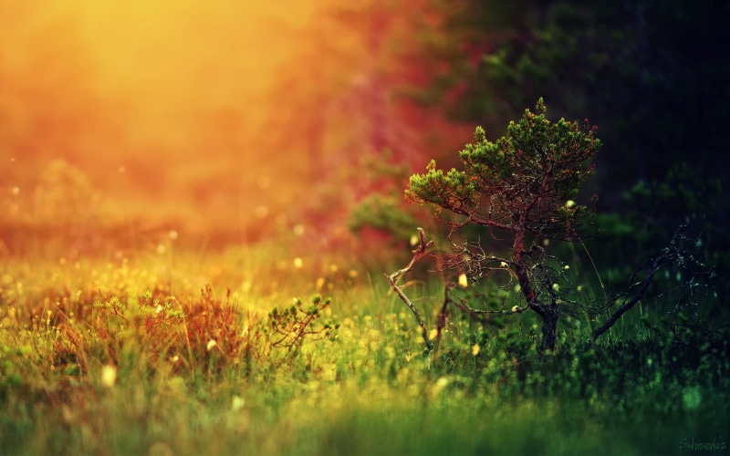 morning, no People, close-up, season, defocused, scenics, uncultivated, plants, blurred, depth of field, treee, nature, light - Natural Phenomenon, landscape