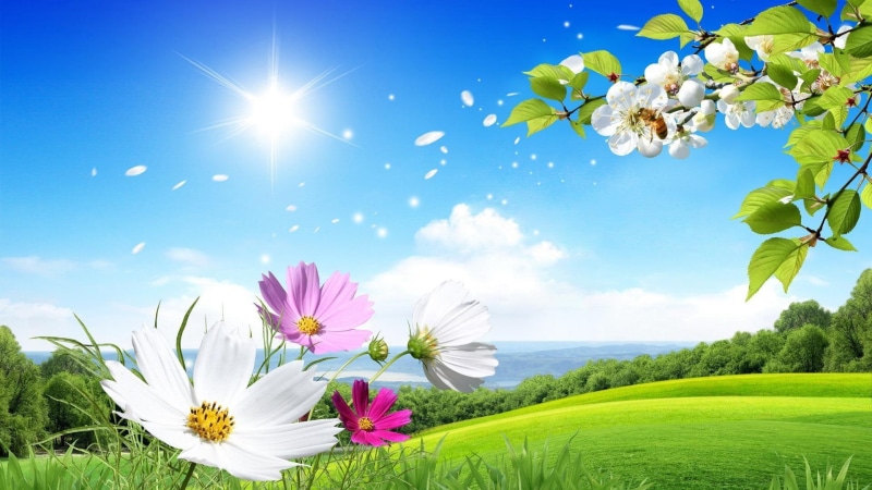 bloom, daisy, prairie, morning, nature, field, sunlight, daytime, wildflower, sky, 1080P, spring, meadow, grassland, grass, flower
