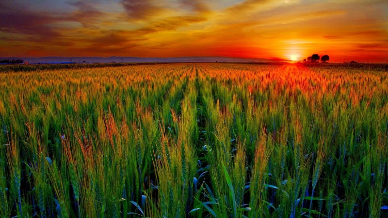 sky, plant, grain, sunset, yellow, environment, grow, straw, crop, meadow, rural, spring, farm, harvest, rye, rural scene, clouds, barley, cereal, cloud - sky
