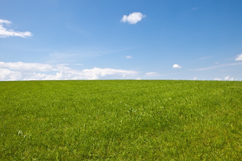 rural Scene, wiese, green grass, land, blue  grass, summer, season, green, stratus, grŸn, sky, outdoors, grass, agriculture, springtime, clouds, pasture