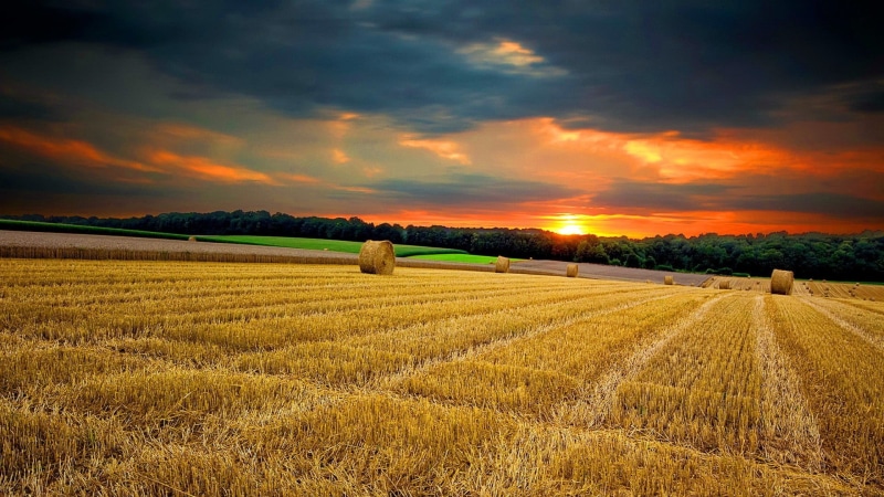 plant, countryside, 1080P, crop, harvest, farming, scene, farm, country, grass, season, natural, nature, tranquility, hay, beauty in nature, sun, cloud