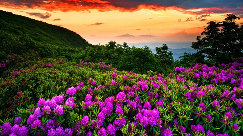 background, hd, sunset, landscape, green, mountain, cloud, dark, 4K, red, purple, spring, flowers, forest