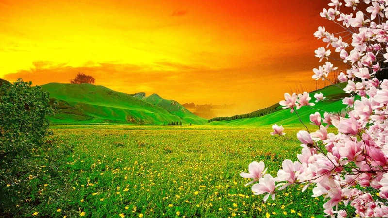 meadow, grass, flowers, yellow, spring, green, orange, sunset, blooming, 1080P, pink, hills, sky, trees, sakura