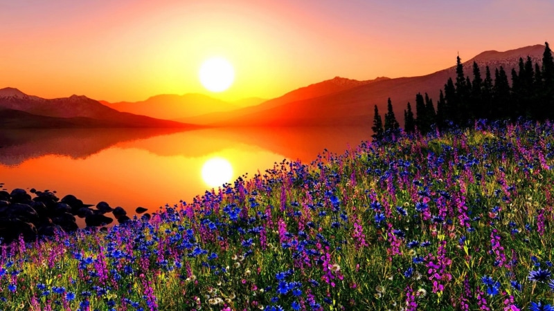 desktop, hd, flowers, 2K, pine, mountains, sky, sunset, red, meadow, mountain, reflection, lake, trees