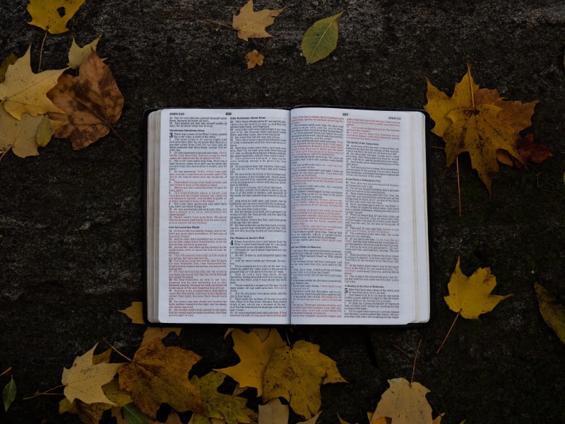 outdoors, maple leaf, leafe, religion, fall, gray, directly above, falling, god, flat lay, leaf, high angle view, asphalt, close-up, dry, leaves, page