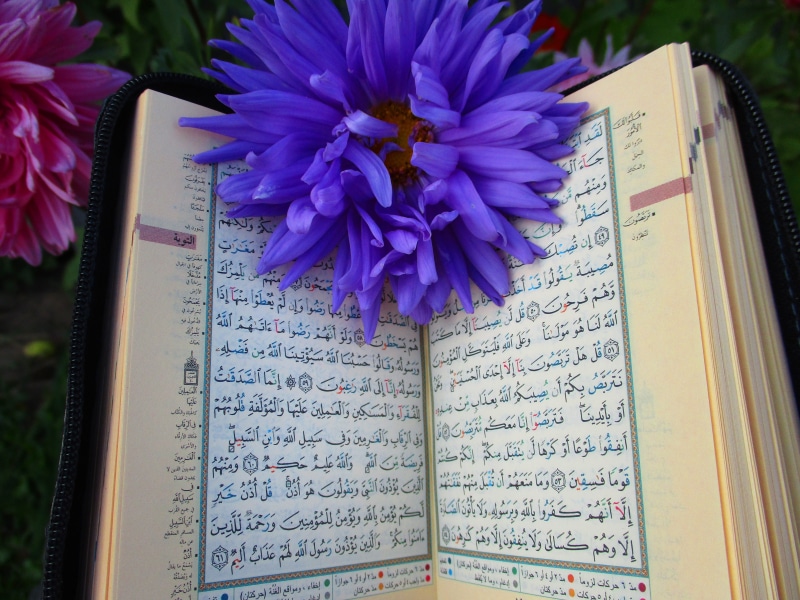 prayer, reading, flower, paper, shrine, vulnerability, muslim, islam, nature, vera, page, translation, muslims, book, flower head, petals, bouquet, religion