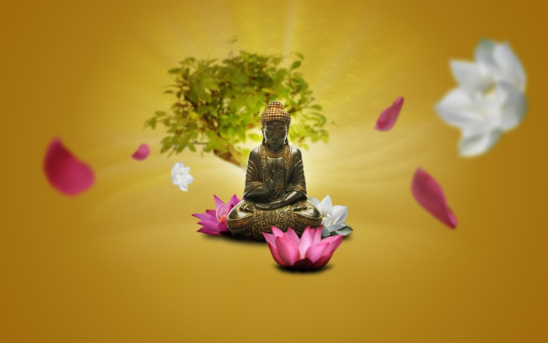 studio shot, lotus flowers, vulnerability, yellow background, flowering plant, close-up, indoors, no people, petal, flower head, purple, colored background