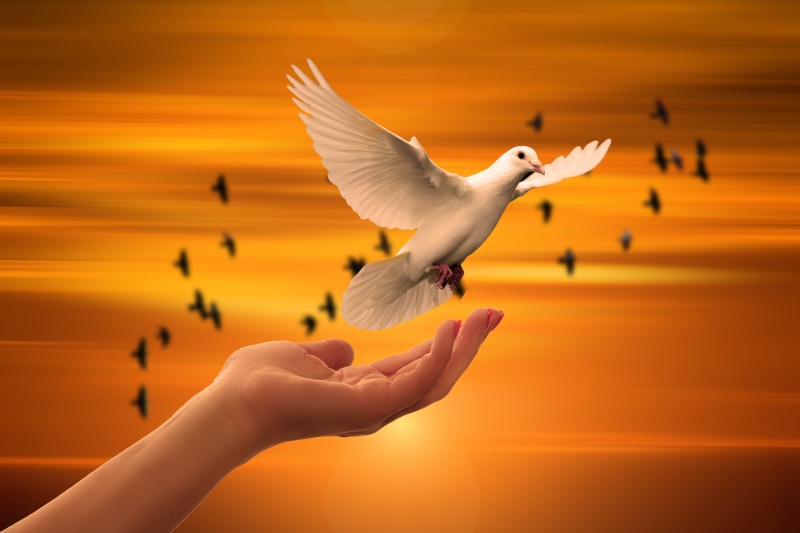 god, dove, pray, soul, white, peace, human hand, animal wildlife, spirituality, christian, human body part, 5K, animal wing, sky, animal body part, dom