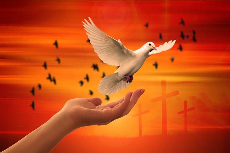 one animal, vertebrate, christian, flying, religion, animals in the wild, animal wildlife, trust, bird, motion, animal body part, human body part, dove - bird