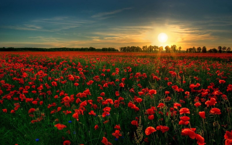 plant, outdoors, growth, tranquility, Red Flower, sky, lens flare, red, Scenic, Sun, flowering plant, freshness, environment, no people, agriculture, rural scene