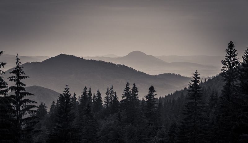 forest, outdoors, landscape, scenics, mountain, tree, romania, Shadows, pines, nature, trees, 4K, sorin, mountains