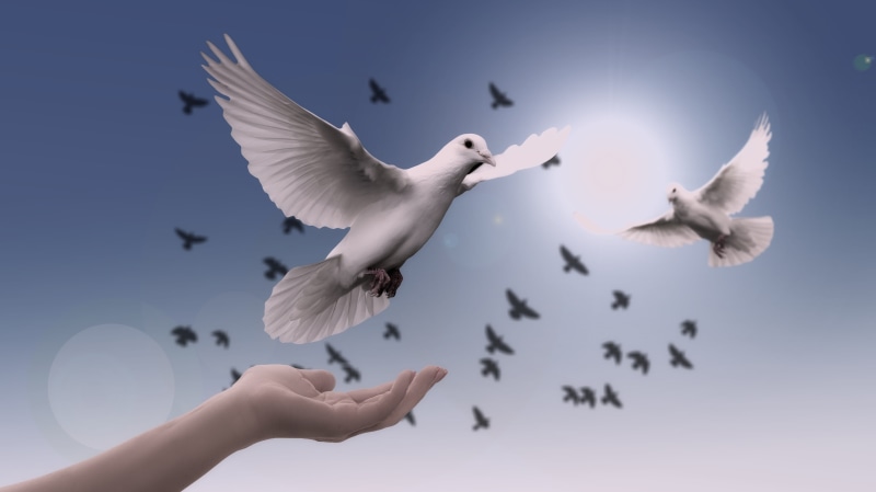 peace, spirituality, body part, sky, animal wildlife, soul, illustration, flying, faith, pray, sunset, animals in the wild, motion, christian, human hand