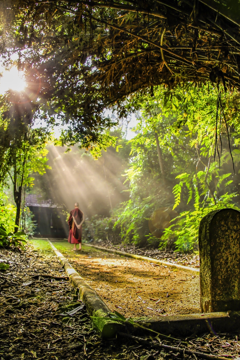track, fog, green color, meditation, temple, nature, culture, sun ray, monk, plant, forest, two people, land, people, outdoors, adult, lifestyles, religious