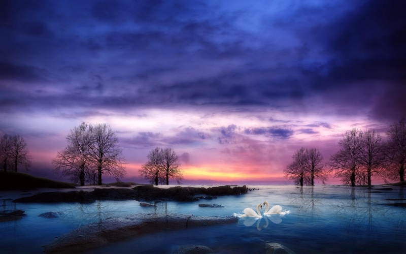 trees, 1080P, swans, tranquil, 3d and abstract, bird, moment