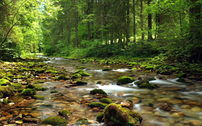 trees, stream, clear, landscape, river, water, forest, tranquility, moss, nature, gravel, green, pine, mountain, 5K, covered