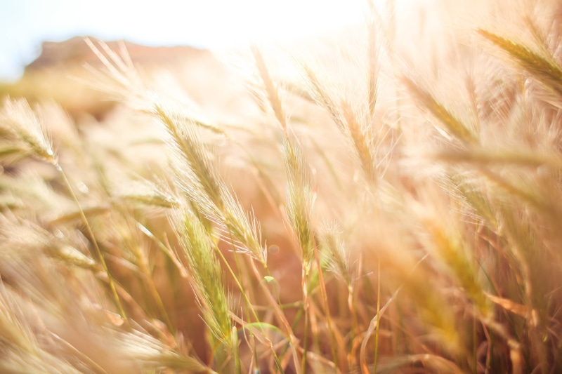peaceful, agriculture, tranquility, field, wheat, 4K, zen