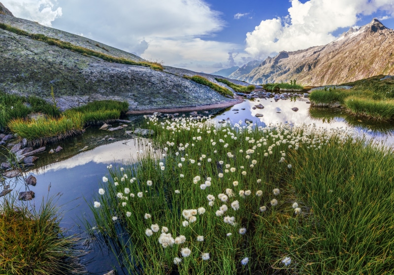 petaled, meadow, mountain Peak, plant, white, reflection, outdoors, near, daytime, cloud - Sky, forest, no People, mountain Range, non-urban scene, scenics - nature