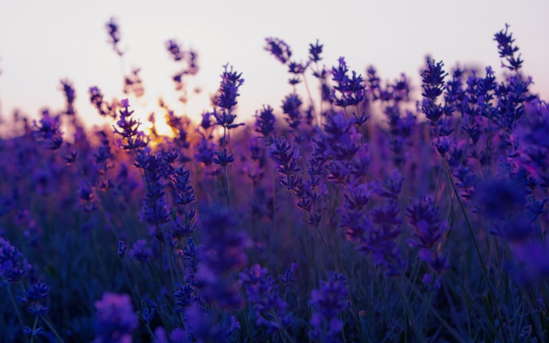 fragility, lavender, purple, vulnerability, flower, selective focus, landscape, nature, plant, no people, botany, outdoors, growth, close-up, bed, purple flowers