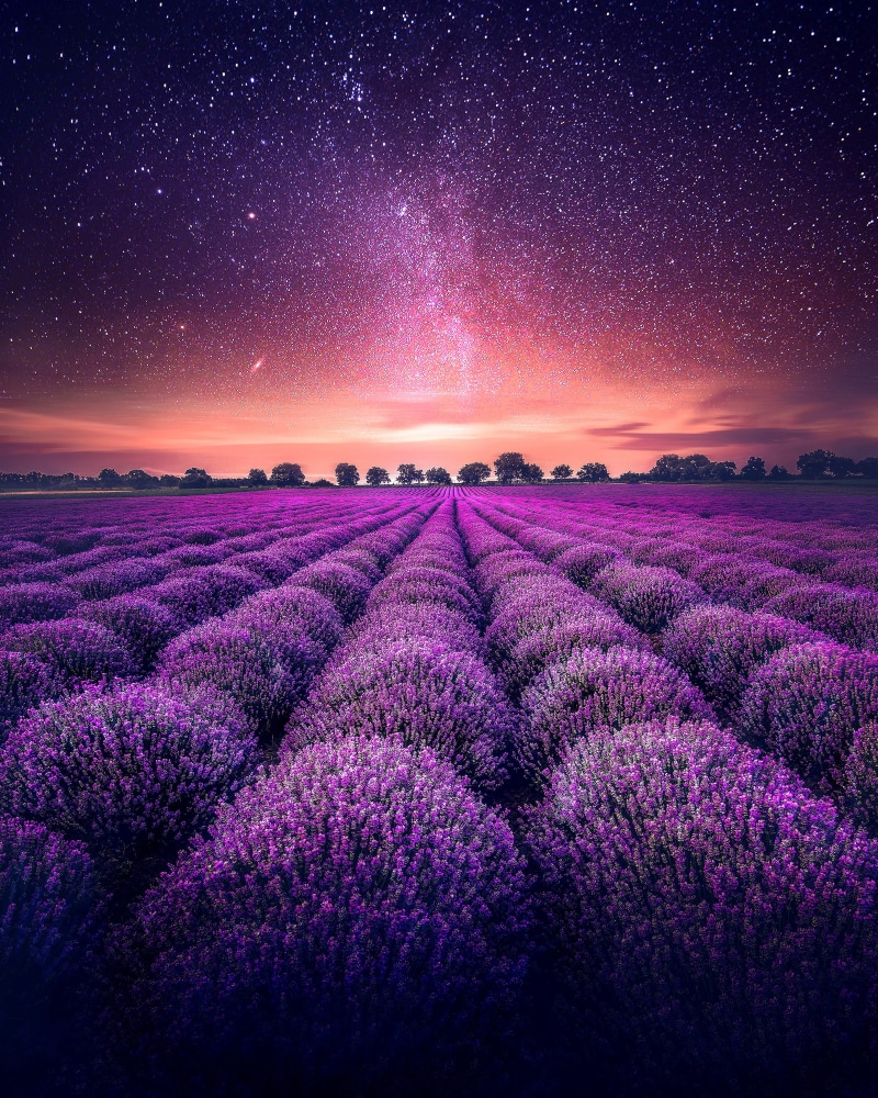 idyllic, tranquil scene, farm, field, sunset, night, land, outdoors, milky way, springtime, no people, blossom, meadow, agriculture, starry sky, rural Scene