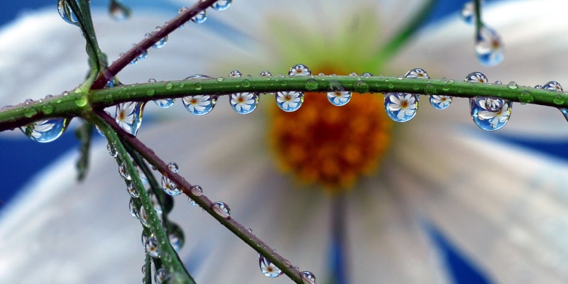 water drop, drip, green plant, plant, refraction, macro photography, panorama, photography, nature, green, 1080P, macro, water  drop