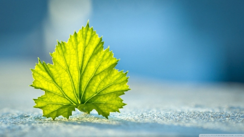 plant part, photography, yellow, summer, copy Space, no People, food and drink, leaves, colored background, small group of objects, still life, plant, studio shot