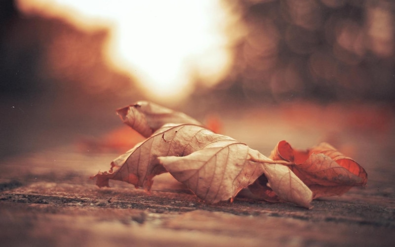 sunlight, brown, bokeh, depth of field, abstract, red, season, copy Space, dry, no People, nature, flowers, fall, autumn, surface level, retro Styled, food and drink